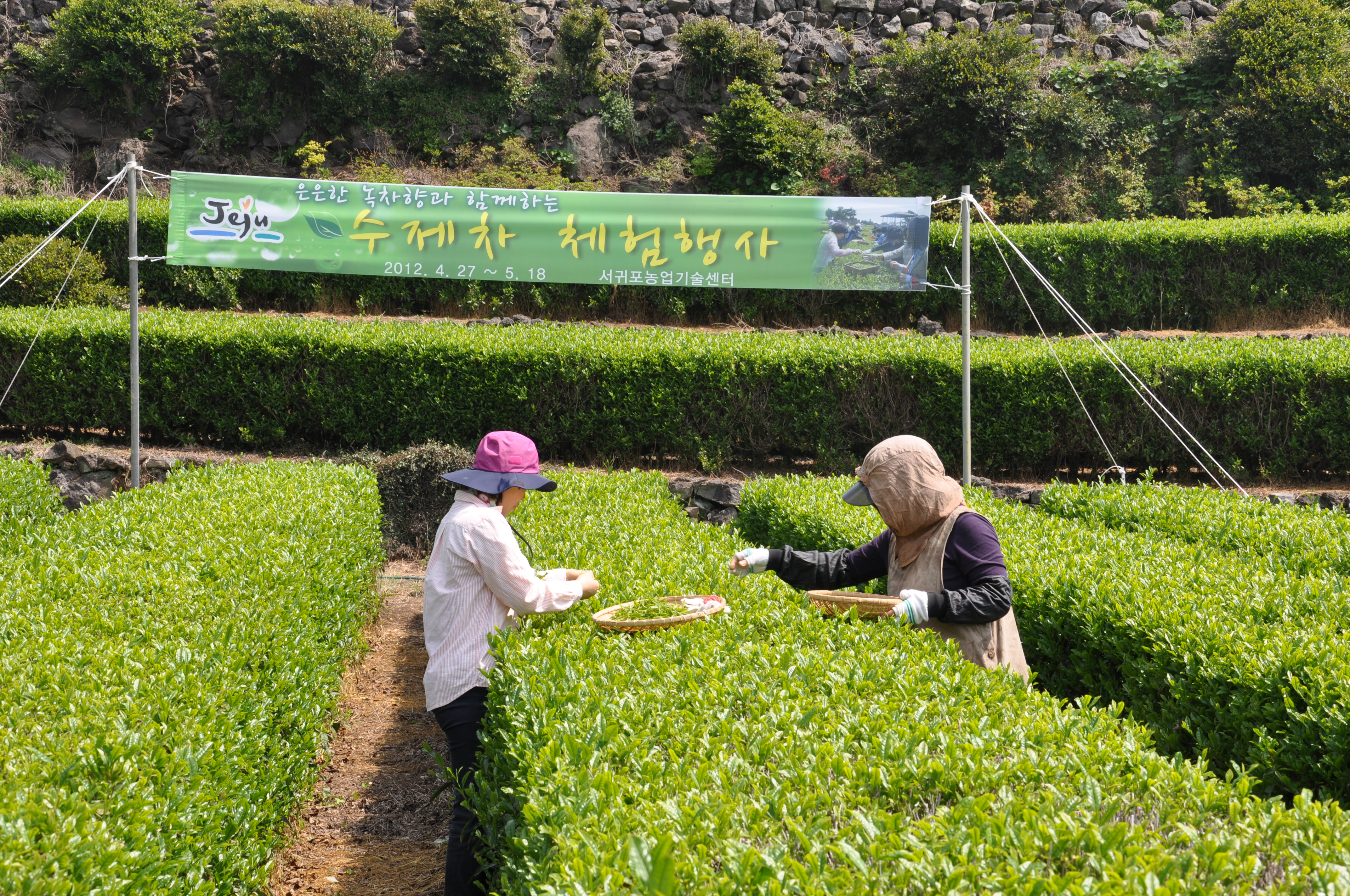 수제차 체험 행사